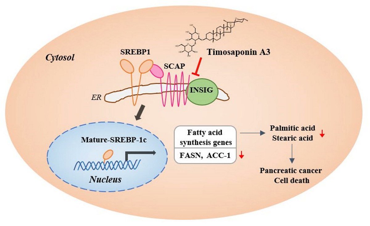 💫💫Dr. Yumi Kim et al wrote #HighlyCitedPaper '#Timosaponin A3 Inhibits Palmitate and Stearate through Suppression of SREBP-1 in Pancreatic Cancer'. 

Paper link: shorturl.at/yCSWY