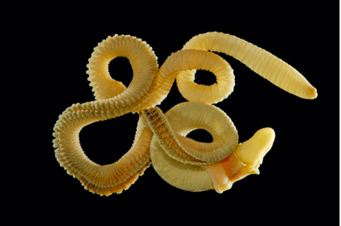 XVII International Echinoderm Conference tweet media