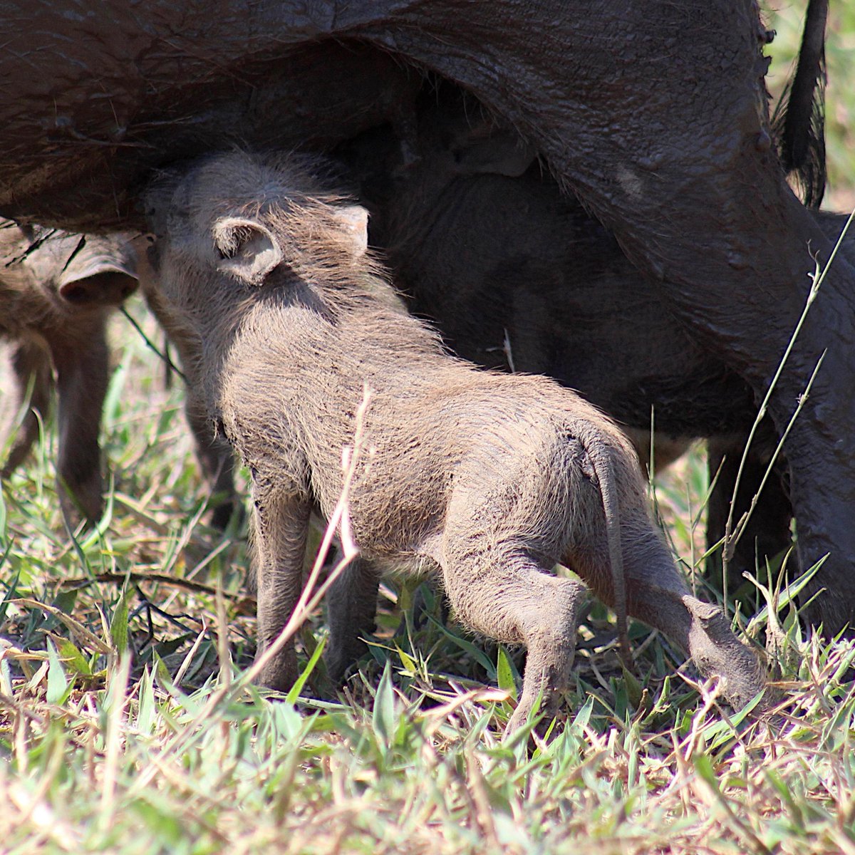 IT'S WARTHOG WEDNESDAY with these lil cuties to brighten up you mid-week!! How is your Wednesday going? #warthogwednesday #warthogs #adorable #cutecreatures #babyanimals #africanbush #africananimals
