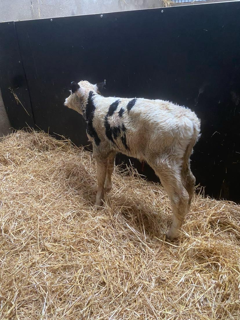 Munster Bovine tweet media