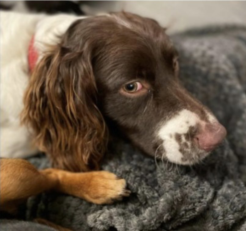 rosieDoc2's tweet image. #SpanielHour 

ALFIEs family are so worried about their boy HAVE YOU SEEN HIM PLEASE? 
#Bowithick near #Davidstow NORTH #Cornwall #PL15 
Extensive searches have brought no news 
3/2/24 it’s coming up to 4 weeks now 
Male/young adult White&amp;amp;liver CHIPPED 

doglost.co.uk/dog-blog.php?d…