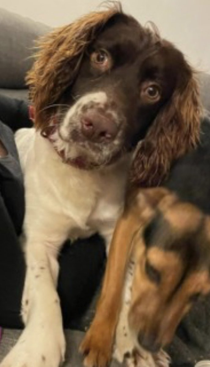 rosieDoc2's tweet image. #SpanielHour 

ALFIEs family are so worried about their boy HAVE YOU SEEN HIM PLEASE? 
#Bowithick near #Davidstow NORTH #Cornwall #PL15 
Extensive searches have brought no news 
3/2/24 it’s coming up to 4 weeks now 
Male/young adult White&amp;amp;liver CHIPPED 

doglost.co.uk/dog-blog.php?d…