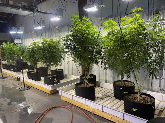 PStarseed420's tweet photo. Doing great work over at @TreezEmerald with some of our old and unreleased lineages. 
💚🤙 https://t.co/RxpmQYMKMq
