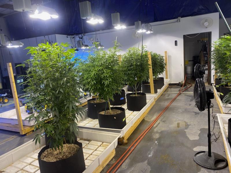 PStarseed420's tweet photo. Doing great work over at @TreezEmerald with some of our old and unreleased lineages. 
💚🤙 https://t.co/RxpmQYMKMq