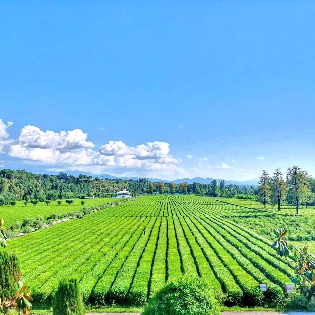 weatherwalay's tweet image. 🛑 یہ اسلام آباد سے ڈھائی گھنٹے کی دوری پر شنکیاری میں چائے ☕کے باغات 🌿کی تصویر ہے، 
یہاں دنیا کی دوسری بہترین نسل کی چائے اگائی جاتی ہے ساتھ ہی پروسیسنگ پلانٹ بھی ہے جہاں اسکو خشک کر کے پیک کر کے بیرون ملک  بھیج دیا جاتا ہے۔

📸 PakistanJannatt 
#PakWeather