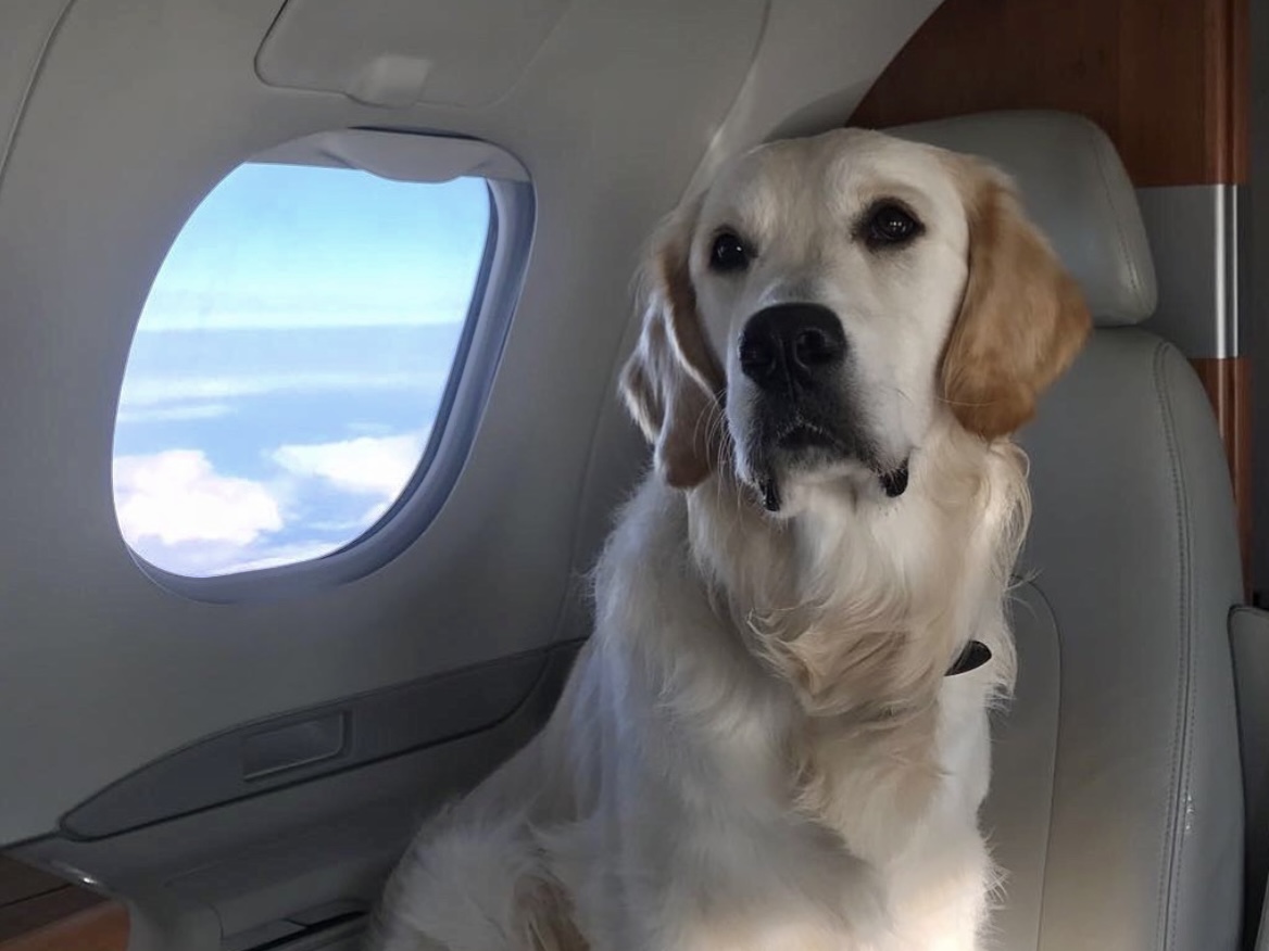 lunajets's tweet photo. Pets prefer private🐾: make every journey paw-some.

 #LunaJets #privatejet #pets #petsonjets #luxurytravel https://t.co/iJ4fkvJIdu
