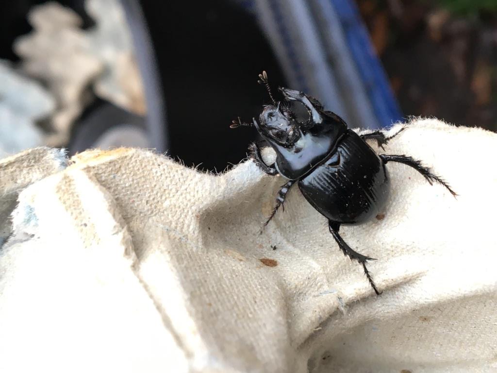 Latest Maldon Wildlife Blog covering Autumn 2023 to Feb 2024 now available on this link. Includes some goodies that some of you may have seen!
gannetrockbooks.com/autumn-2023-an…