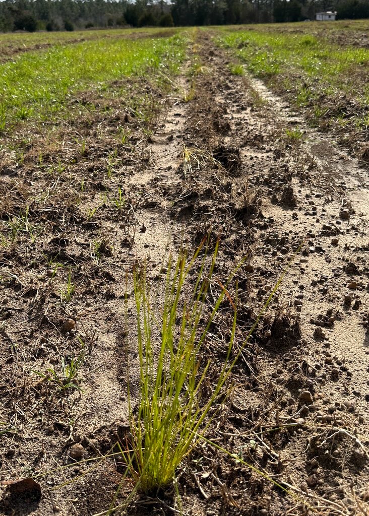 SaveTheLongleaf's tweet image. 📸 New beginnings on January 1, 2024! 🌿 Witness the beauty of Longleaf Conservancy’s latest project:
🌳 Recently planted Longleafs are taking root, transforming reclaimed cattle pasture into a thriving 45-acre haven for biodiversity. 🌾🌳
#LongleafConservancy #ForeverForest
