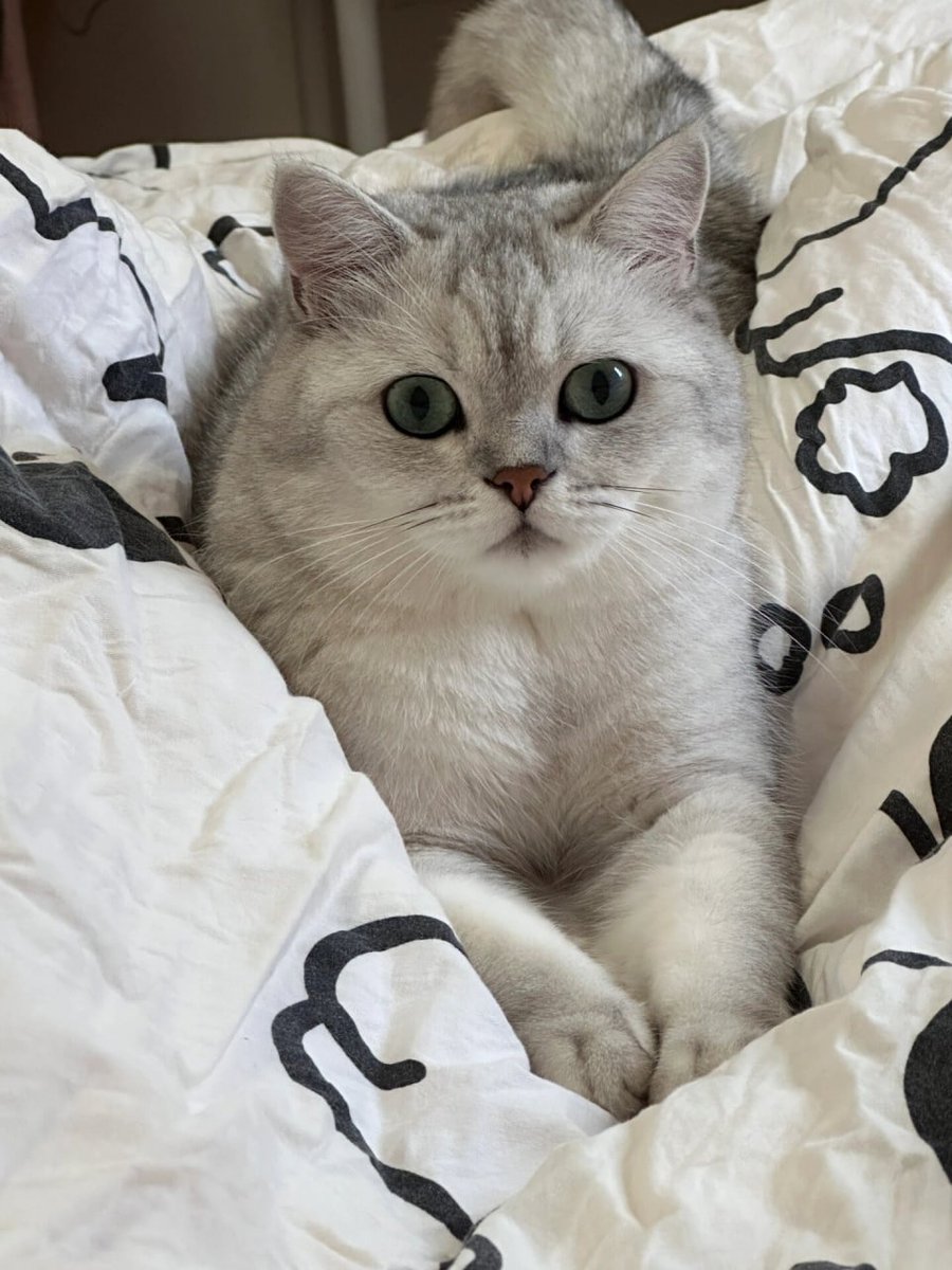 Arlet234232's tweet photo. With its fluffy fur and playful demeanor, this cat is sure to steal your heart.🐱 https://t.co/eMj5pCwvPb