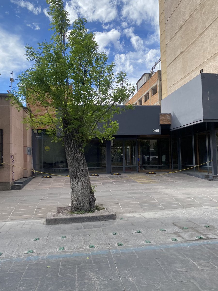 Esta mueblería en Carranza intentó matar con aceite y luego corto a este árbol porque cubría su fachada, la tienda cerró y este árbol empezó a crecer de nuevo 🌳 , tqm arbolito resiliente que resiste a los tontos pensamientos humanos.