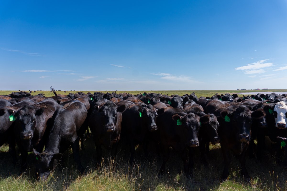 What makes a Tritail's steak so good? It all starts with the cattle we source from. Using only the best black angus genetics, we have perfected tenderness and flavor!

#TriTailsBeef #BlackAngus #Texas #Ranch #FamilyRunBusiness #American #Rodeo #RanchToTable #WildWest