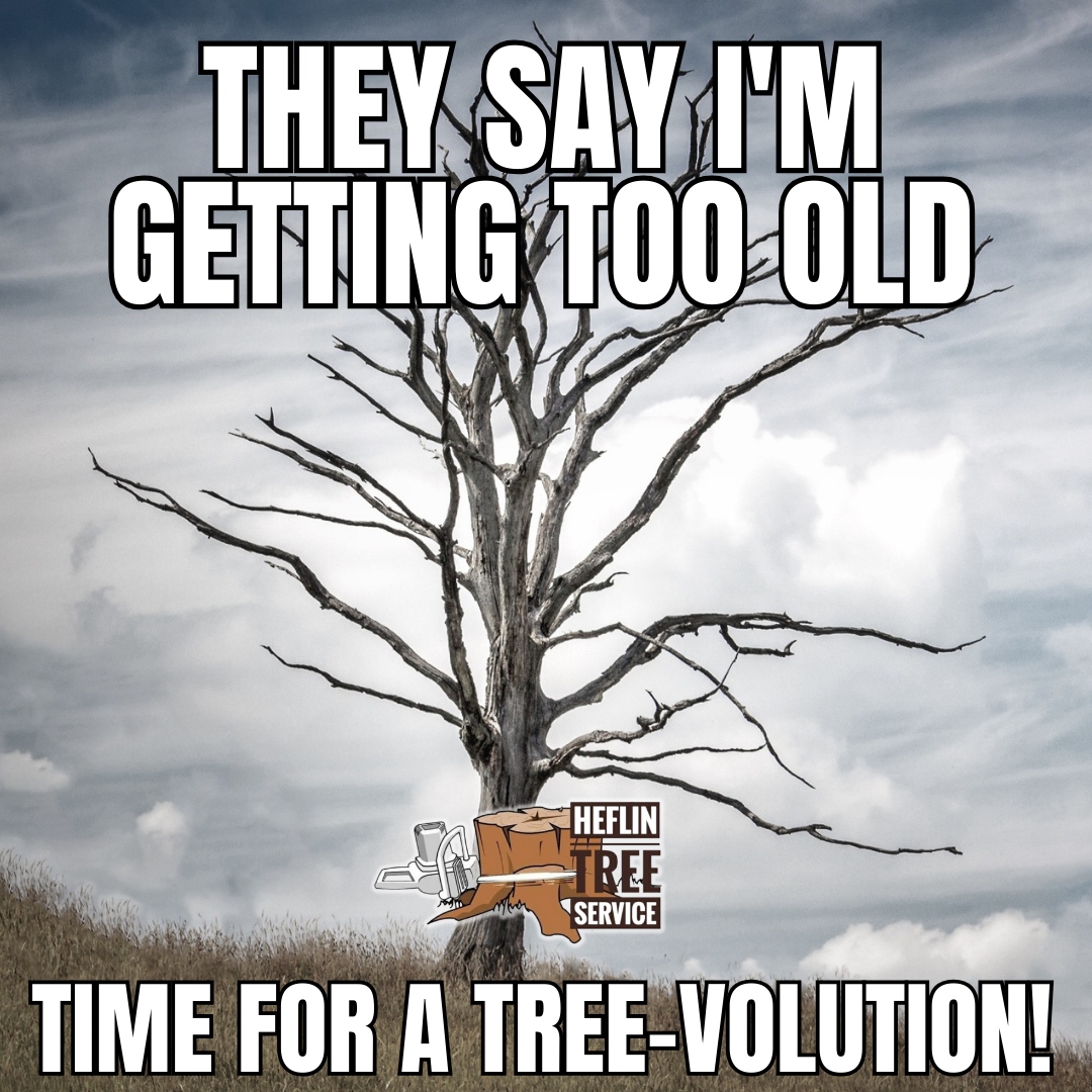 HeflinTree's tweet image. 🌳 Embrace change and renewal with our tree services, ushering in a new era of growth and vitality for your landscape.

Reach out to us for a tree-volution – let&apos;s embrace change together!