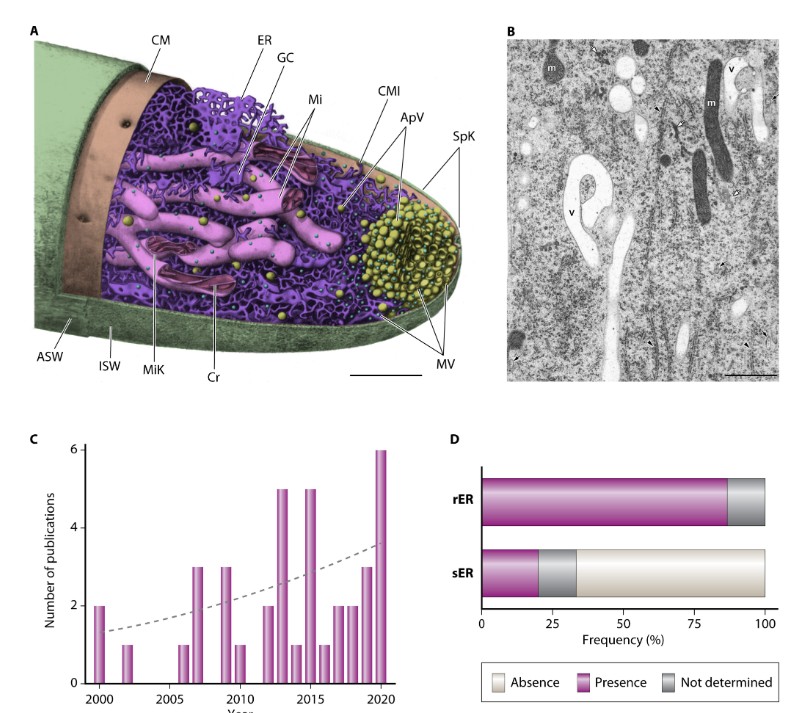 ASMicrobiology's tweet photo. The endoplasmic reticulum (ER) is a big, important organelle. But what is its role in filamentous fungi (i.e., hyphae)? Information is limited, though this #MMBR review provides some insights and identifies knowledge gaps that must be resolved. https://t.co/KIcMEn6zQZ https://t.co/YVD5rZTopf