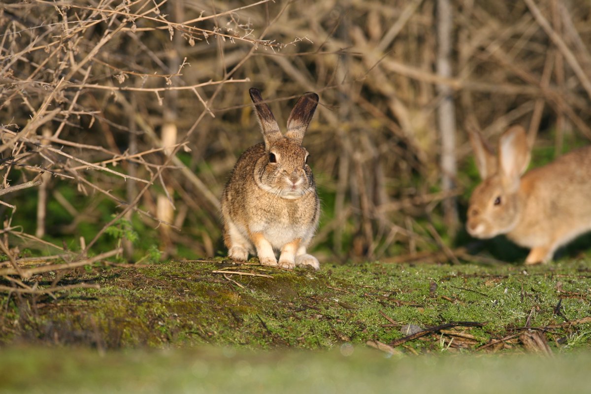 New publication models the response of a population of endangered riparian brush rabbits to RHDV2 and vaccination: doi.org/10.1111/csp2.1…