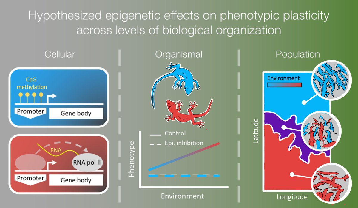 Sam Bogan (@granogan) on Twitter photo I'm excited to share <a href="/soojin_yi/">Soojin Yi</a>'s and my review on the role of DNA methylation in phenotypic plasticity
We synthesize evidence of whether epigenetic variation drives plastic responses to environmental change at cellular, organismal, and population levels
academic.oup.com/gbe/article/do… I'm excited to share <a href="/soojin_yi/">Soojin Yi</a>'s and my review on the role of DNA methylation in phenotypic plasticity
We synthesize evidence of whether epigenetic variation drives plastic responses to environmental change at cellular, organismal, and population levels
academic.oup.com/gbe/article/do…