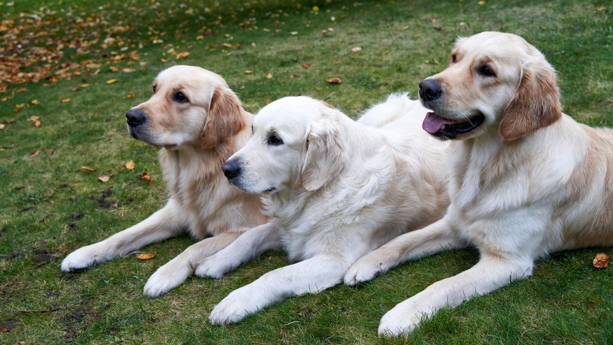 EDogStuff's tweet photo. Do you know? Goldens are often employed as therapy dogs to soothe and calm people. Goldens seem to have reserves of empathy and unconditional love. #Funfacts #Dogs #Factsaboutdogs #Furrypets #Puppies #Happydog #Furrybabies https://t.co/1eDalp9Q7e