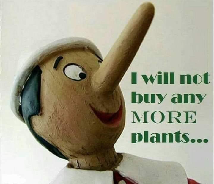 Can anyone else relate to this struggle? 🌿😅 Just went into the plant store for a quick browse, and somehow ended up with another plant baby. #PlantAddict #CantStopWontStop 🌱✨#yisraelpassion #majorseedalert #blackgirlswhogarden #gardeninspiration #farmfunnies