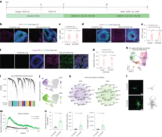 Morphological diversification and functional maturation of human astrocytes in glia-enriched cortical organoid transplanted in mouse brain go.nature.com/48Hab32