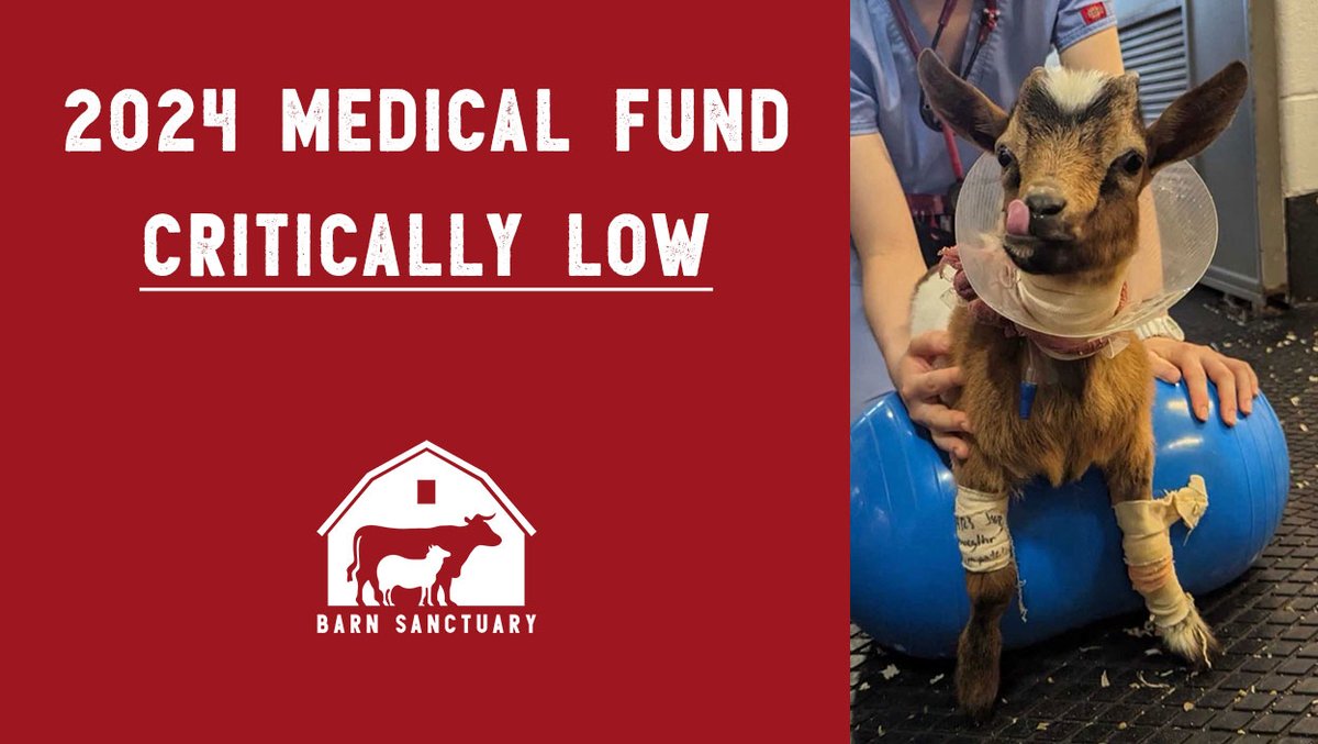 .@BarnSanctuary is critically low in our 2024 Medical Fund. With 30+ vet visits for our beloved animals this year, costs are soaring. From Gunther's acupuncture to emergency care over $500, every moment counts. Your donation can change their lives barnsanctuary.donorsupport.co/-/XXRPFTYF