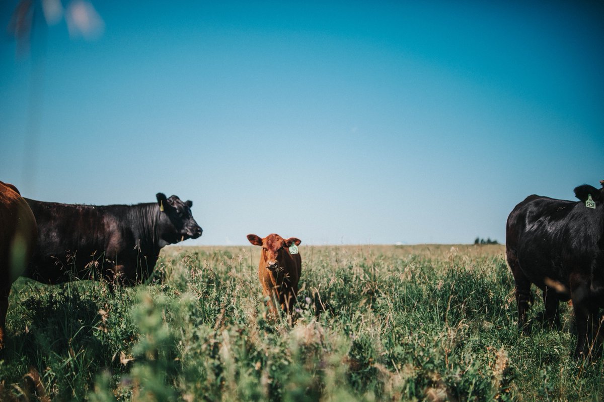 Managing grasslands through drought is not an easy task, but having a plan going in, monitoring pastures and being willing to adapt as the weather changes can prevent pasture decline. ⬇️Click below for resources as you plan for this grazing season: beefresearch.ca/blog/managing-…