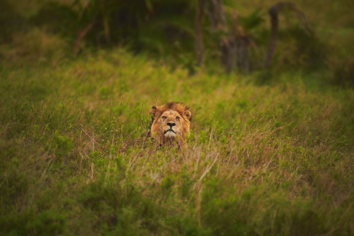 Revitalizing with every breeze, the Savannah is our sanctuary. Makoma Boys unite in the heart of nature.
🦁 Serengeti | Tanzania
#animalsoftheworld #malelion #lionsofafrica #discoverwildlife #bbctravel #bownaankamal #jawsafrica #bigcats #earthlovers #serengetinationalpark