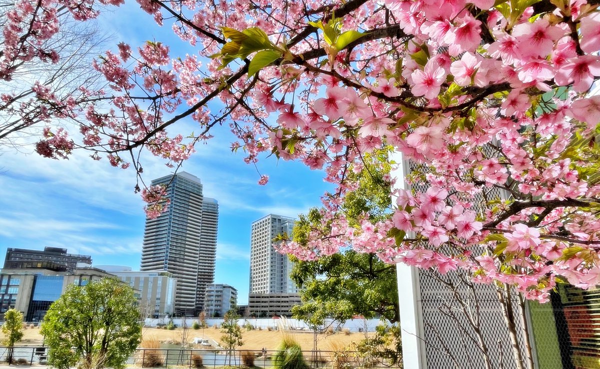 柏の葉T-SITEの寒桜。 #風景写真　#photo　#青空　#キリトリセカイ　#柏の葉