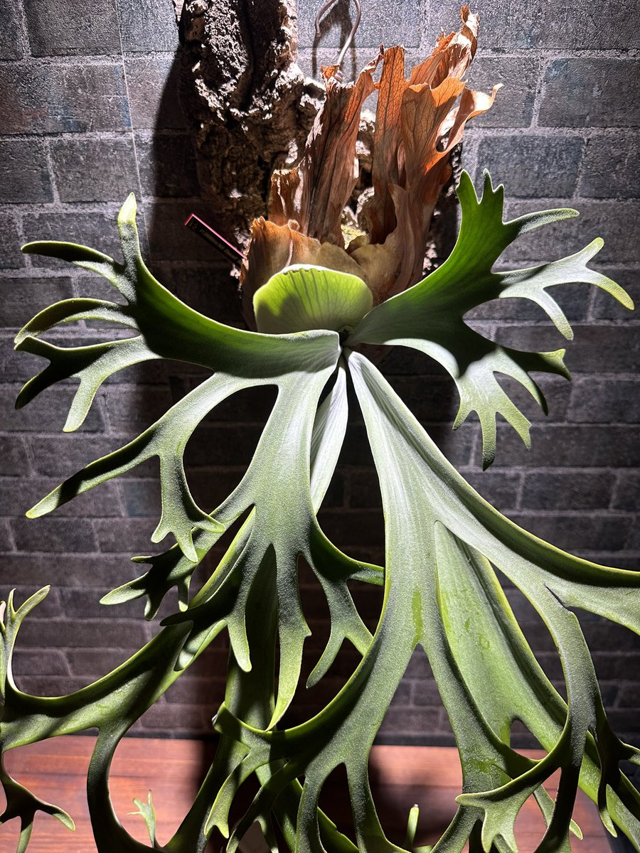 P.willinckii dwarf W2 #ROSSOPLANTS #ビカクシダ #コウモリラン