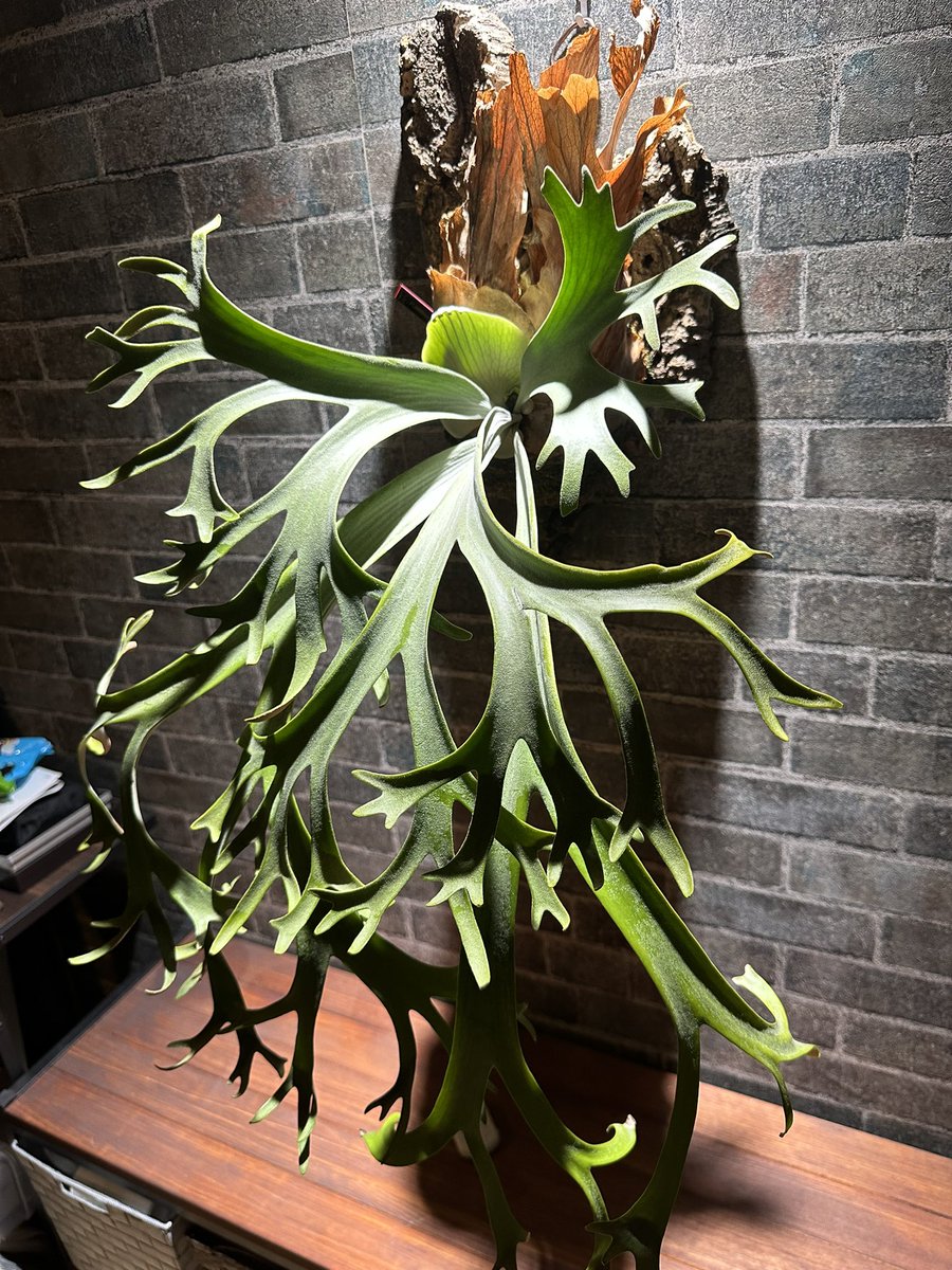 P.willinckii dwarf W2 #ROSSOPLANTS #ビカクシダ #コウモリラン