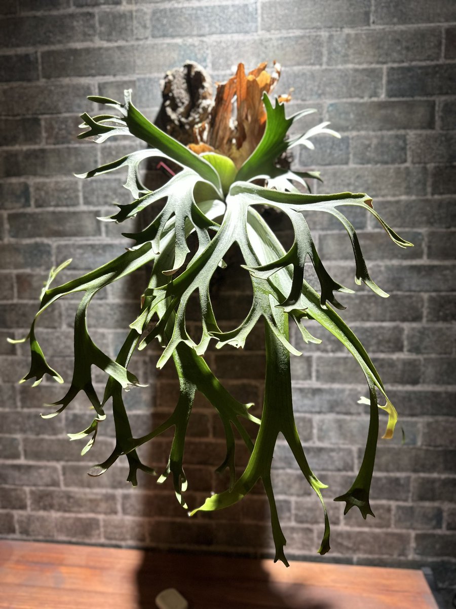 P.willinckii dwarf W2 #ROSSOPLANTS #ビカクシダ #コウモリラン