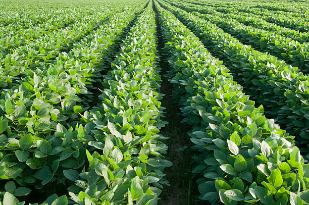 If I had known earlier what treasure I had in Agriculture course, I would have long risen in the pursuit of my Agricultural career.

#FarmingLady
#agricultureeducation #AgricultureHub