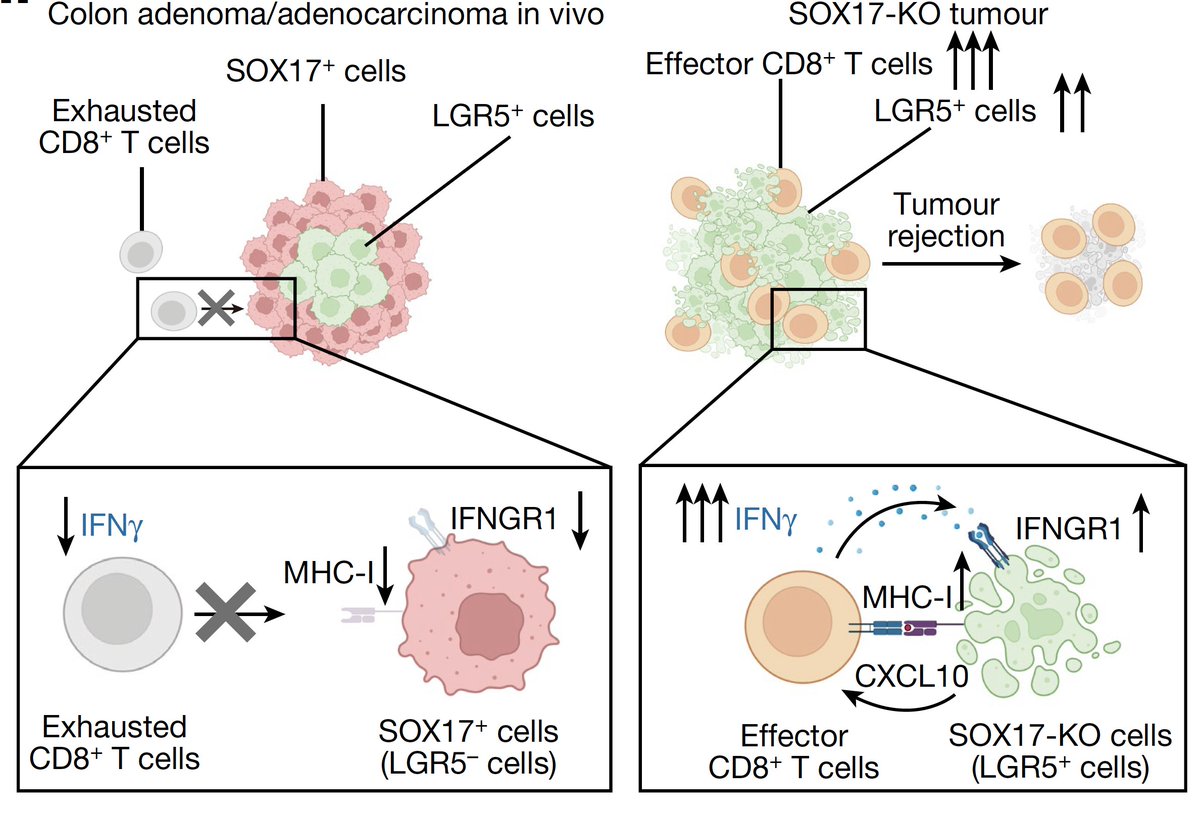 We've known how advanced cancer overrides our immune system. Now a new @Nature report on how early-stage, pre-cancerous cells can do that using an organoid colon cancer model nature.com/articles/s4158… @kochinstitute @ohyilmaz @JudithAgudo1