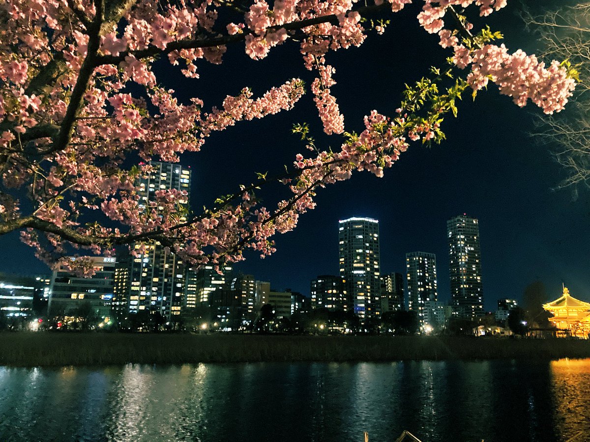 ikenohatanezko's tweet photo. 不忍池のカワヅザクラ満開です🌸 https://t.co/jNFET2zaV3