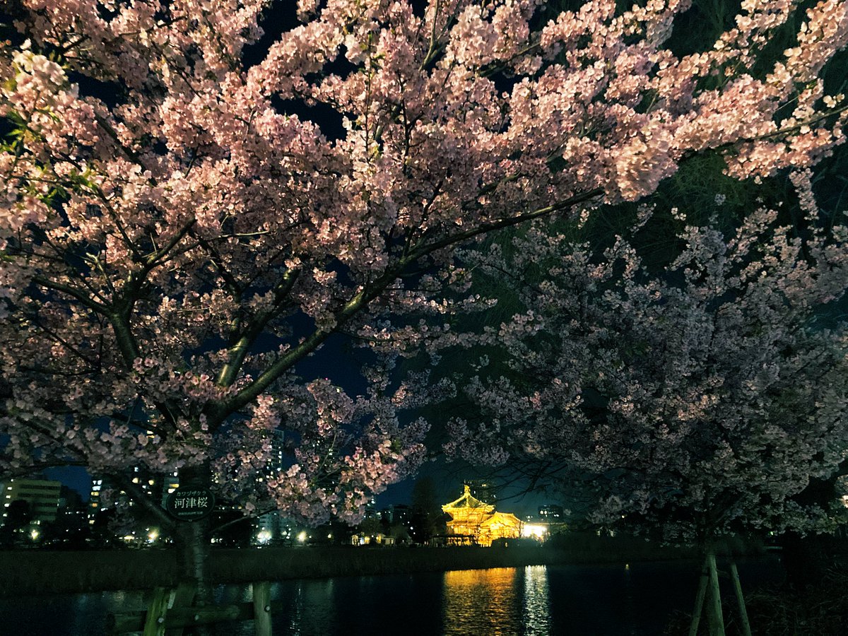 ikenohatanezko's tweet photo. 不忍池のカワヅザクラ満開です🌸 https://t.co/jNFET2zaV3