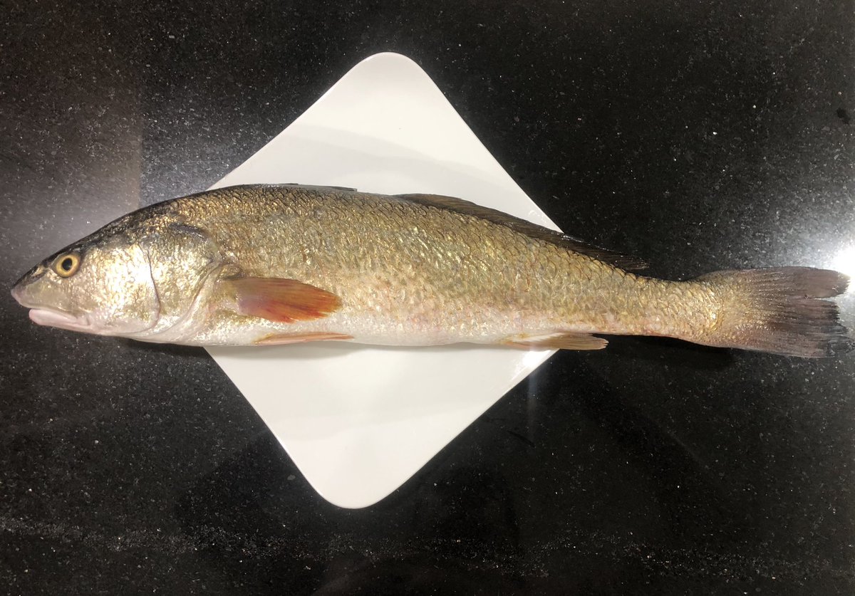 CULI29205325's tweet photo. 今宵の大娘🐟は、、、
Cá sủ vàng スズキ目ニベ科だとさ。
😘初魚😍
何かすごい🐟らしい。
「ゴールド(金)より価値がある」
「これを食べれば幸運と繁栄につながるという」
https://t.co/OQ3ZREeK8e
#53cm
#190K丼
#魚は安かったぞ浮袋はどこに売りに行けばいいのだ🤑 https://t.co/G0XNIKaYtj