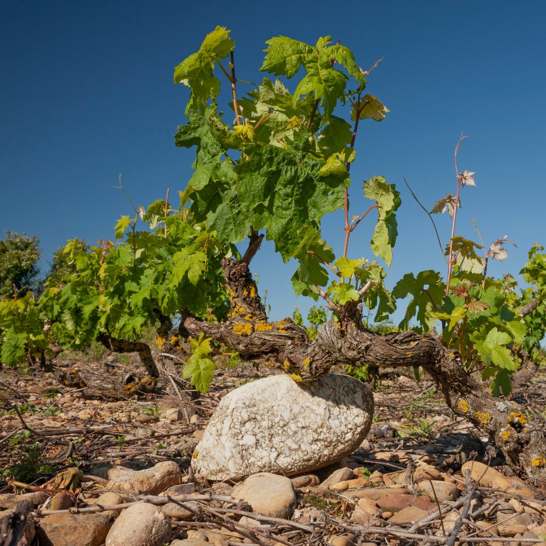 En cada uno de nuestros viñedos puedes respirar nuestra pasión por la tierra y los vinos🍷

Esta pasión es la misma que ha hecho que llevemos más de 130 años de legado🍇

#Bodegasriojanas #LaRioja #tradicion #vino #amantesdelvino #viñedos #elaborarvino #producirvino