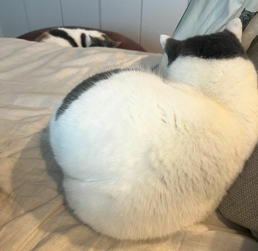ShouldHaveCat's tweet photo. 🍑 https://t.co/9qmkQ4Y1tC