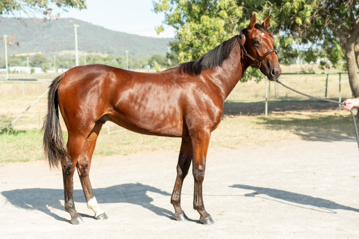 HawkeLissy's tweet photo. Lot 141 -Colt
Downbytheseaside USA x Cullpepper
Nutrien Sydney sale 10th March
@WoodlandsStudNZ @NutrienEquineSB https://t.co/bqLK4ZGh3f