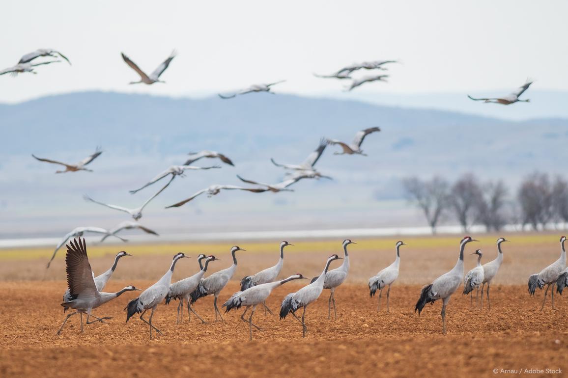 DesirMED (@desirmed) on Twitter photo 🍃Nature restoration: The European Parliament adopts law to restore 20% of #EU’s land and sea areas by 2030 and all ecosystems in need of restoration by 2050 🎯
bit.ly/3wyzqqI- via <a href="/Europarl_EN/">European Parliament</a> 🍃Nature restoration: The European Parliament adopts law to restore 20% of #EU’s land and sea areas by 2030 and all ecosystems in need of restoration by 2050 🎯
bit.ly/3wyzqqI- via <a href="/Europarl_EN/">European Parliament</a>