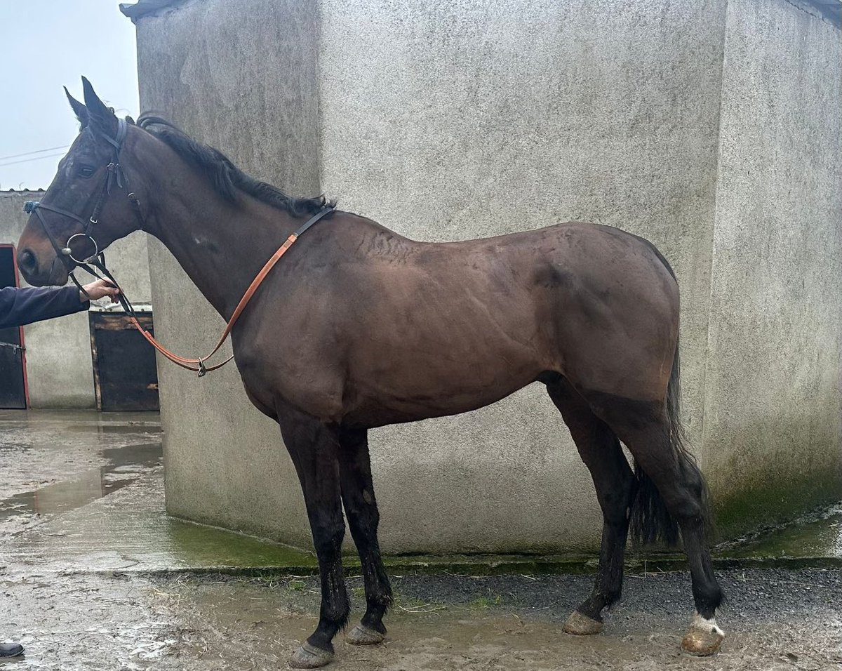 MchughCathal's tweet image. Delighted to have bought Real Empire who will remain in training with @jhanlonracing for the Globalbirdinthehand Syndicate. 

3rd and 2nd in his two bumper efforts to date. 

He has a champion bumper entry in @CheltenhamRaces 👀

@nialljudge1 @PaddyHanlon5