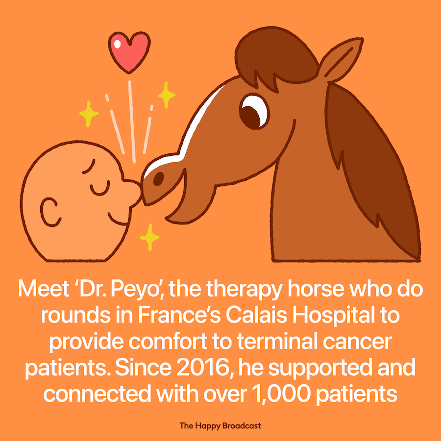 Peyo, a Barb stallion, and his owner once competed at dressage events. Now they spend their time doing rounds in a French hospital, often staying with sick people until the end. Read more: thehappybroadcast.com/news/peyo-the-… #mentalhealth #horse #therapy