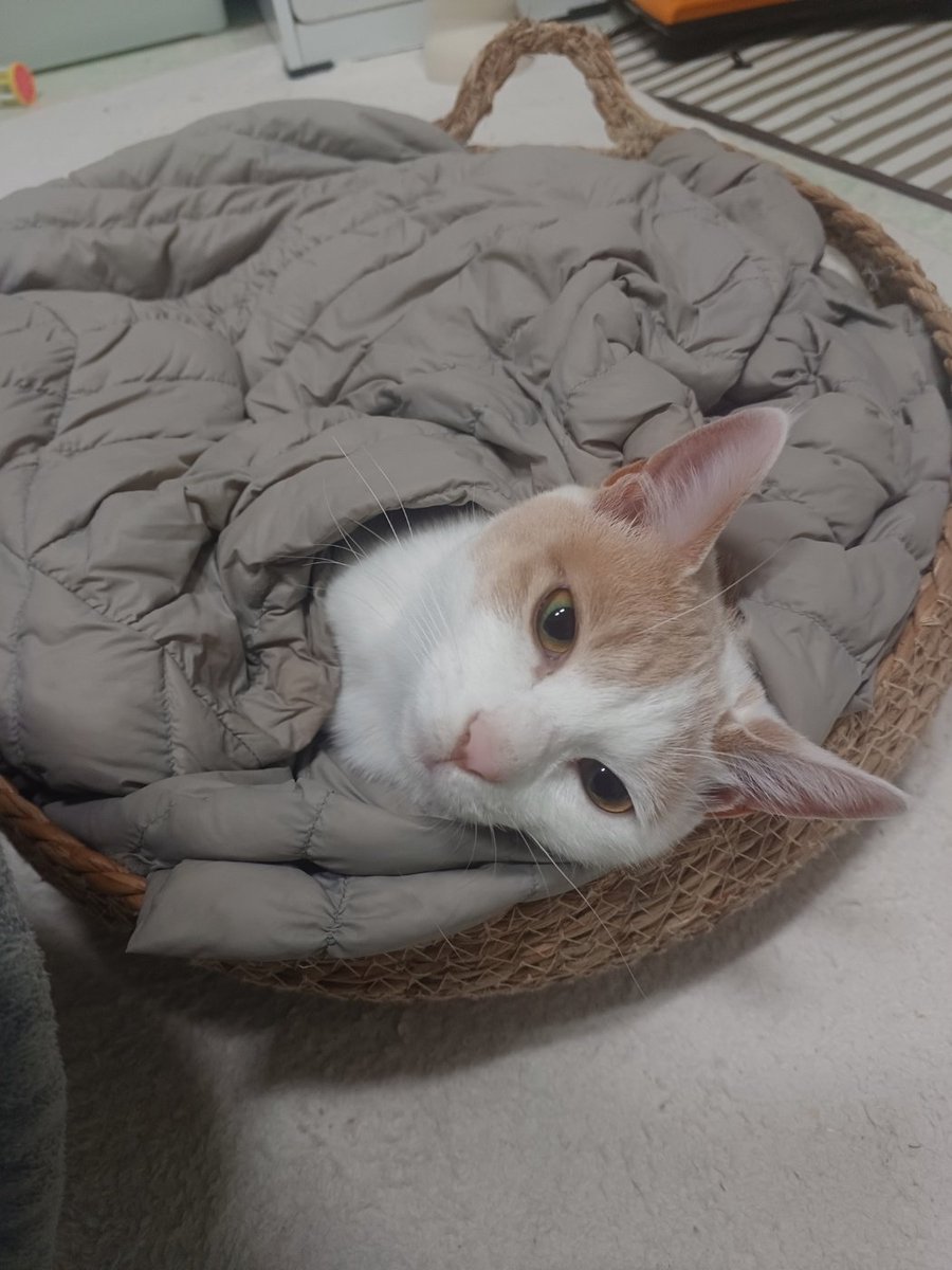 사랑이 미미 행복이+행운이^^
임보자님 안계시는 낮시간에 창문해먹에 두마리씩 사이좋게~
새로운 스크래쳐에 캣잎가루 뿌렸더니 
뒹둘고 제일 좋아하는 사랑이
애기들과 일상을 함께할 집사님 찾습니다^^