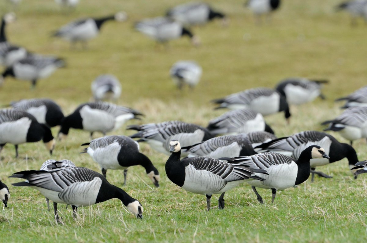 NatureScot's tweet photo. Important news from the #COP14 conference earlier this month! Our chair Colin Galbraith was at #CMSCOP14, helping reach a vital international agreement on migratory birds. A host of new measures to safeguard migratory species was adopted.
https://t.co/rCjapr5aul https://t.co/vIFCVcnPN7