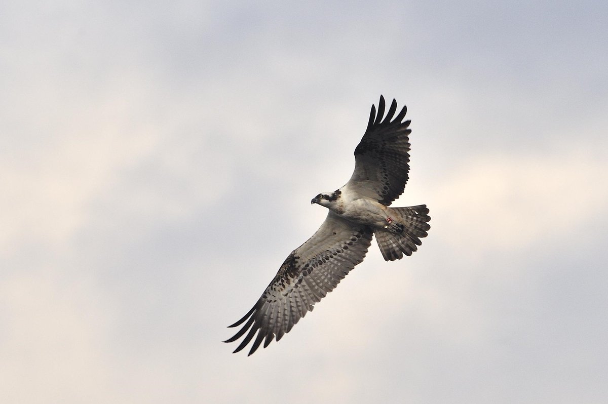 NatureScot's tweet photo. Important news from the #COP14 conference earlier this month! Our chair Colin Galbraith was at #CMSCOP14, helping reach a vital international agreement on migratory birds. A host of new measures to safeguard migratory species was adopted.
https://t.co/rCjapr5aul https://t.co/vIFCVcnPN7