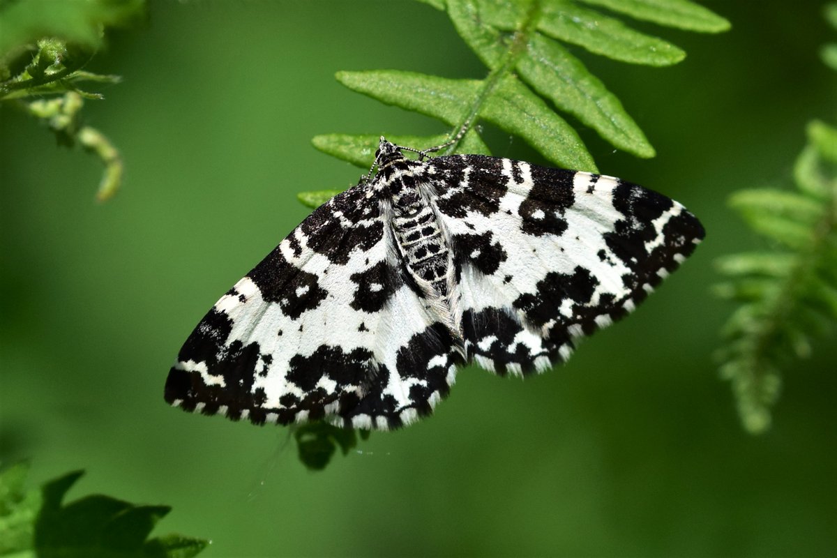 Join us tonight at 7pm for the next in our popular free online series of talks with expert Phil Sterling sharing his Moth Identification Tips! Sign up now to secure your place 👉 eventbrite.co.uk/cc/moth-identi… 📷: Anthony Wren #MothsMatter