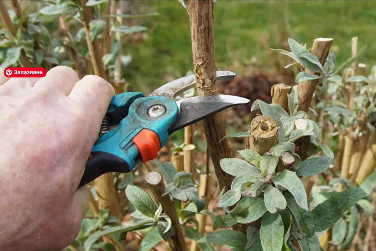deavitacom's tweet photo. Schmetterlingsflieder im #Frühjahr schneiden: #Blüten stimulieren oder Wachstum fördern?
https://t.co/HHCrstSi0d https://t.co/mjKih6UBnr