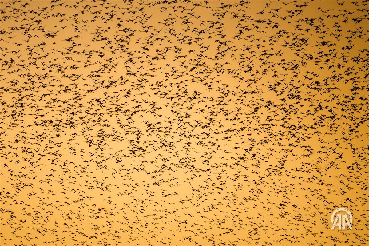 Uluabat Gölü çevresinde sığırcıklar, ağaçlar ve gün batımı bir arada böyle gözüküyor bugünlerde. Ben çektim diye demiyorum ama en sevdiğim karelerimden oldu bunlar. #DoğayaKanatAçtık