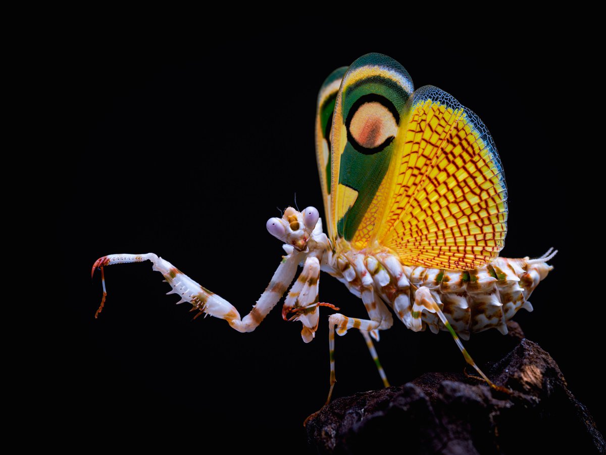 M_religiosa's tweet image. 