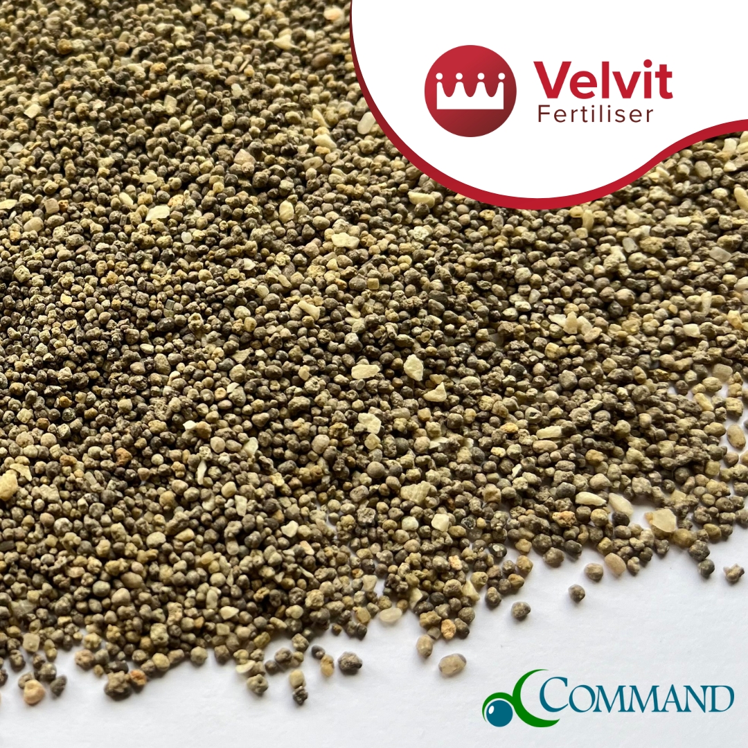 GreenBestLtd's tweet image. NEW product added to our Velvit Fertiliser range🆕
Cold Start fertiliser is our new addition to the @Velvit_Products Command range. Suitable for a wide variety of sports and amenity turf areas including golf greens, tees, fairways, fine lawns and even sports pitches.
Available…