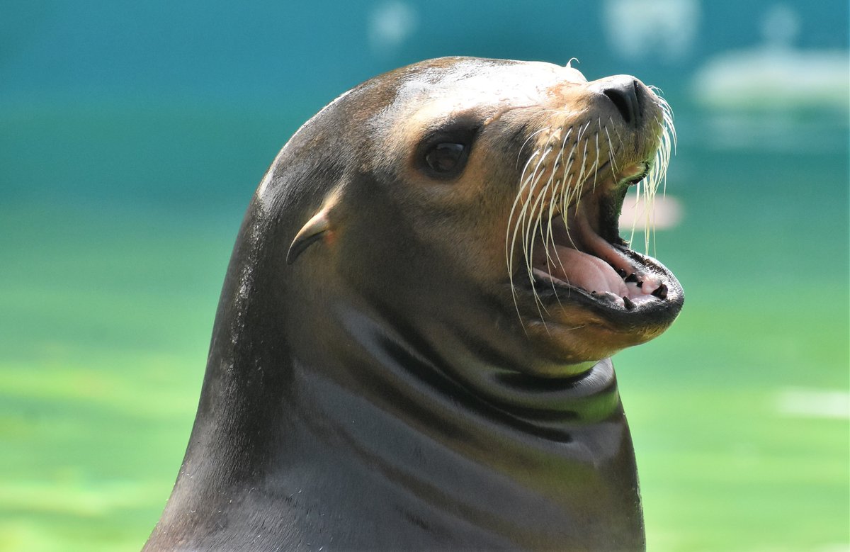 WelshMountainZo's tweet photo. It's always a good day for a Sea Lion Animal Encounter π
Book yours today! - https://t.co/JXbAjfNWqy
πΈ: Joanna Kettle
#SupportingConservation #WelshMountainZoo #NationalZooOfWales #Eryri360 #TenTop #SeaLion #Photography #WildlifePhotography https://t.co/cDSu29mkIn