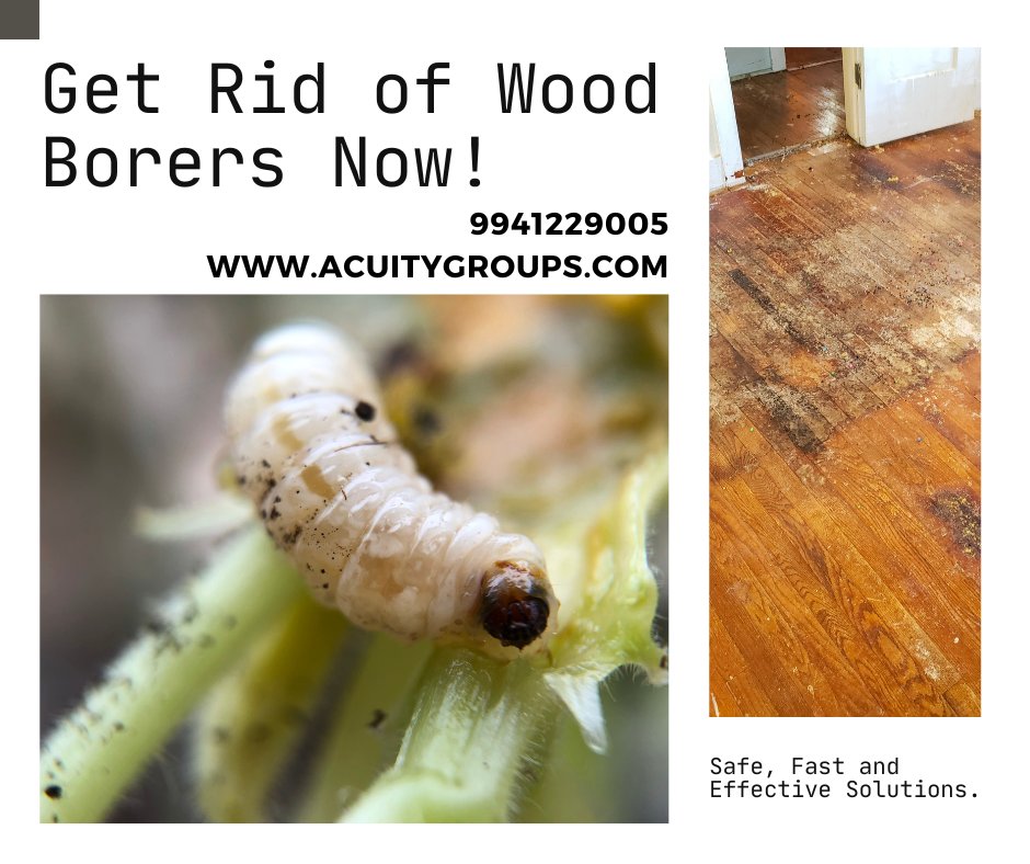 Is a creepy crawler causing chaos in your home?
Don't let wood borers become unwelcome house guests!
visit acuitygroups.com today to get professional help

#woodwork #working #woodborer #WeSupportTrisha